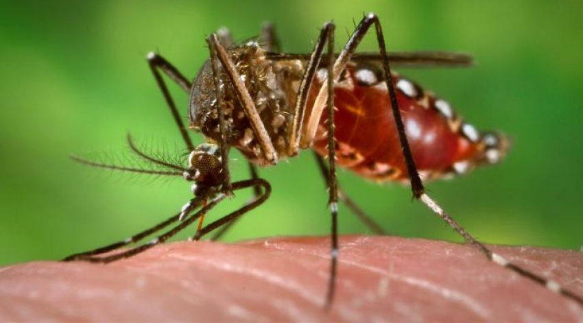 Mosquito del Dengue (Aedes aegypti)