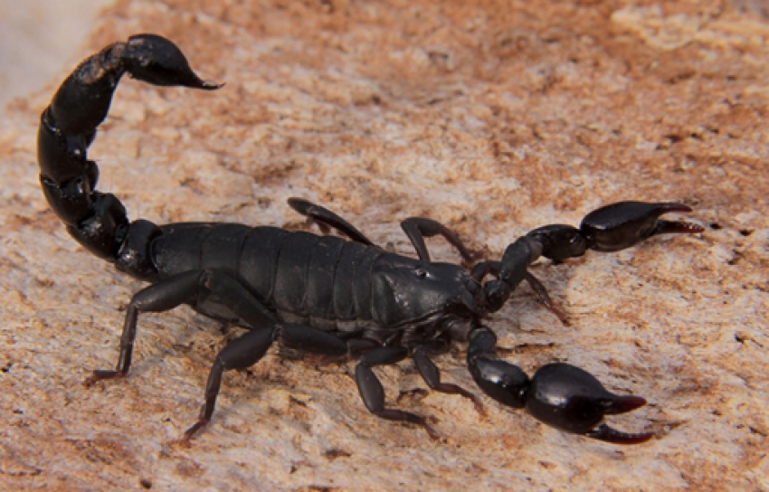 Escorpión negro